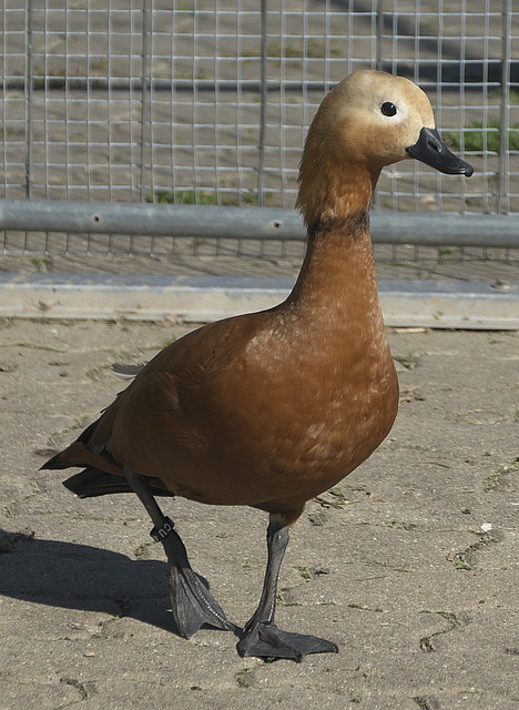 格闻名