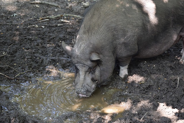 振奋的胜利 振奋的胜利